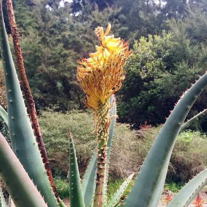 The San Francisco Botanical Garden has a diverse collection